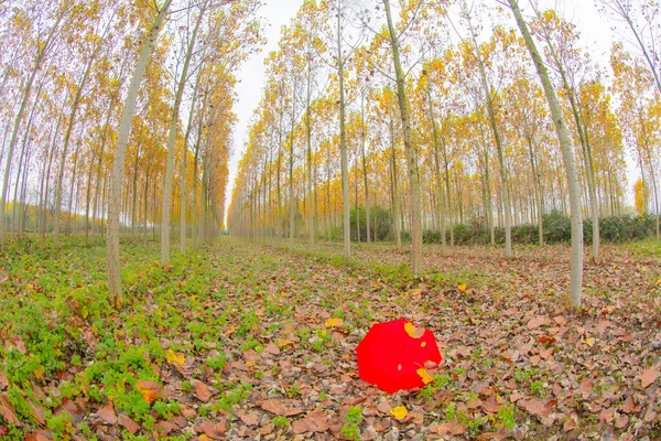 用木制码头反映秋季森林景观 土耳其波卢叶迪戈勒公园秋季景观 — 图库照片
