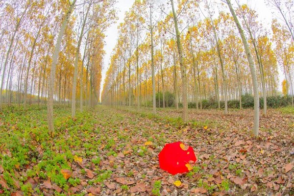 Otoño Bosque Paisaje Reflexión Sobre Agua Con Muelle Madera Paisaje — Foto de Stock