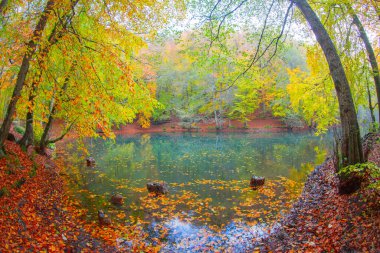 Sonbahar orman manzarası ahşap iskeleli suya yansıyor - Yedigoller Park Bolu, Türkiye 'de sonbahar manzarası (yedi göl)