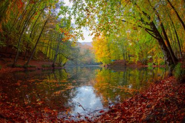 Sonbahar orman manzarası ahşap iskeleli suya yansıyor - Yedigoller Park Bolu, Türkiye 'de sonbahar manzarası (yedi göl)
