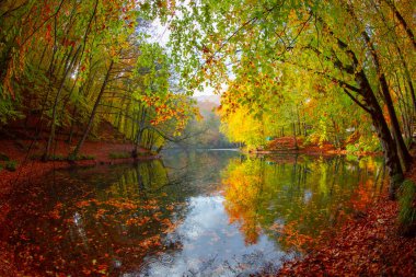 Sonbahar orman manzarası ahşap iskeleli suya yansıyor - Yedigoller Park Bolu, Türkiye 'de sonbahar manzarası (yedi göl)