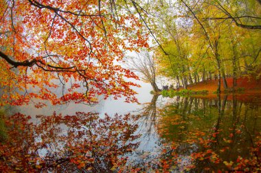 Sonbahar orman manzarası ahşap iskeleli suya yansıyor - Yedigoller Park Bolu, Türkiye 'de sonbahar manzarası (yedi göl)