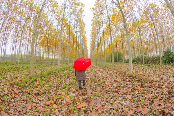 Herbstliche Waldlandschaft Spiegelung Auf Dem Wasser Mit Holzsteg Herbstlandschaft Yedigoller — Stockfoto