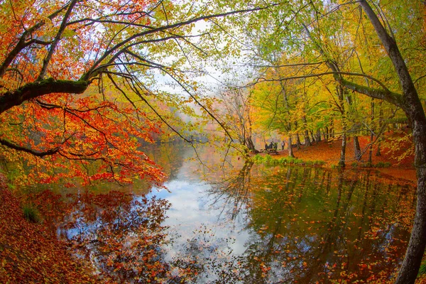 Sonbahar Orman Manzarası Ahşap Iskeleli Suya Yansıyor Yedigoller Park Bolu — Stok fotoğraf