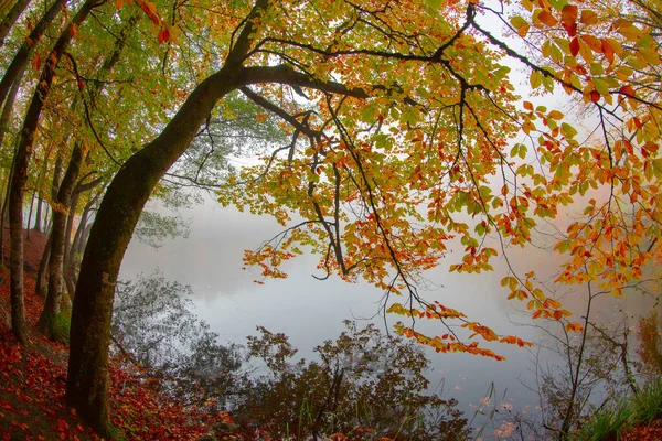 Podzimní Lesní Krajina Odraz Vodě Dřevěným Mola Podzimní Krajina Sedm — Stock fotografie