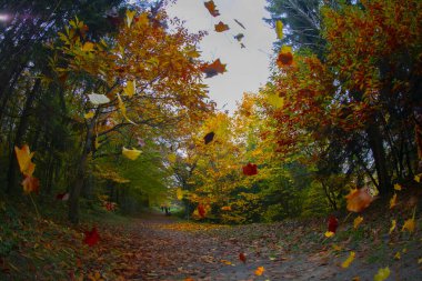 İstanbul 'un Sariyer ilçesinde Atatürk Ağacı