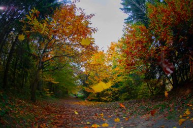 İstanbul 'un Sariyer ilçesinde Atatürk Ağacı