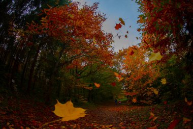 İstanbul 'un Sariyer ilçesinde Atatürk Ağacı
