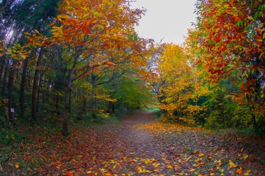 İstanbul 'un Sariyer ilçesinde Atatürk Ağacı