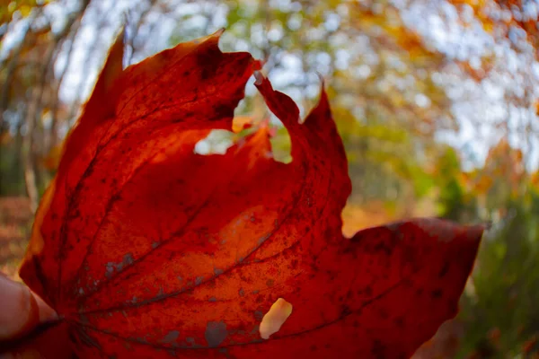 Ataturk Arboretum Distrito Sariyer Istambul — Fotografia de Stock