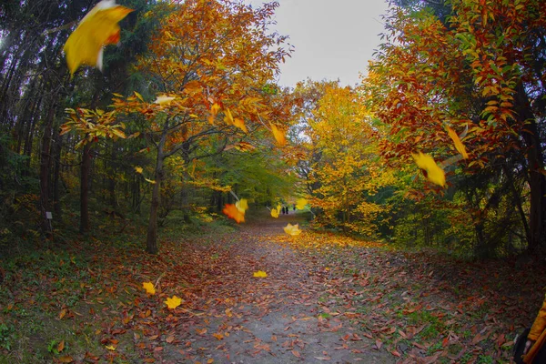 Ataturk Arboretum Okrese Sariyer Istanbulu — Stock fotografie