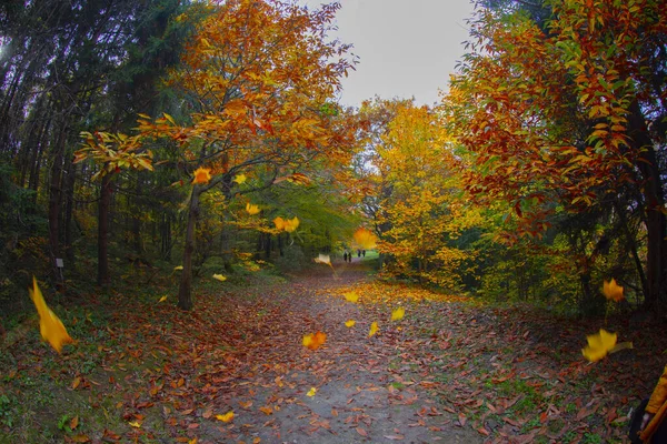 Ataturk Arboretum Distrito Sariyer Estambul — Foto de Stock