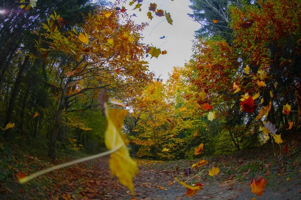 Ataturk Arboretum Στην Περιοχή Sariyer Της Κωνσταντινούπολης — Φωτογραφία Αρχείου