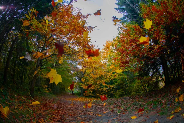 Ataturk Arboretum Okrese Sariyer Istanbulu — Stock fotografie