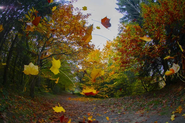 Atatürk Arboretum Istanbuler Stadtteil Sariyer — Stockfoto