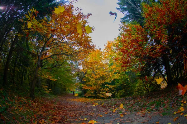 Atatürk Arboretum Istanbuler Stadtteil Sariyer — Stockfoto