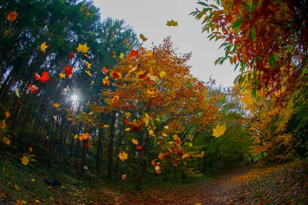 Atatürk Arboretum Istanbuler Stadtteil Sariyer — Stockfoto