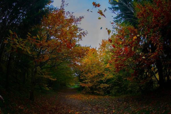 Ataturk Arboretum Okrese Sariyer Istanbulu — Stock fotografie