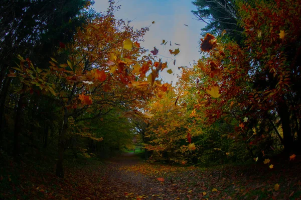 Ataturk Arboretum Distriktet Sariyer Istanbul — Stockfoto