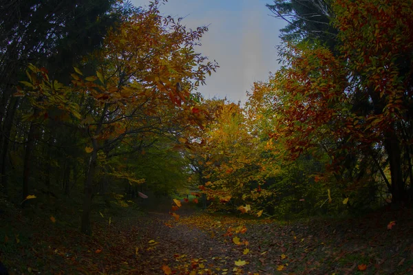 Atatürk Arborétum Isztambul Sariyer Kerületében — Stock Fotó