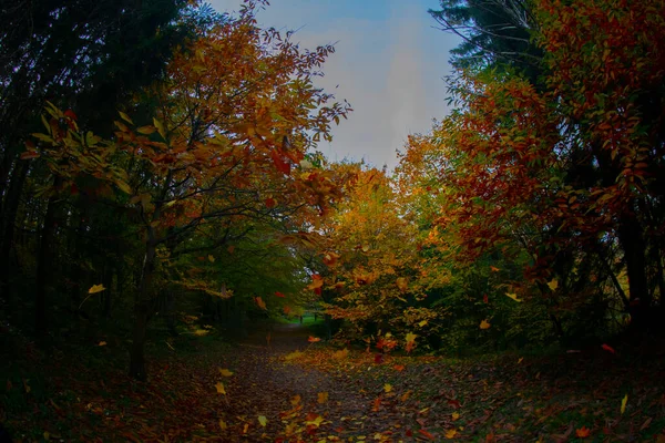 Ataturk Arboretum Okrese Sariyer Istanbulu — Stock fotografie