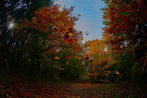 Ataturk Arboretum Het District Sariyer Istanbul — Stockfoto