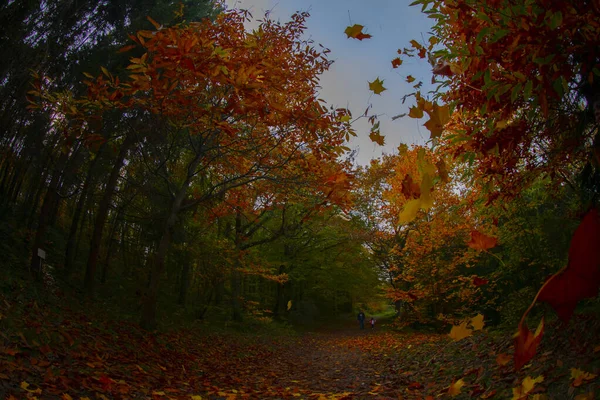 Ataturk Arboretum Στην Περιοχή Sariyer Της Κωνσταντινούπολης — Φωτογραφία Αρχείου