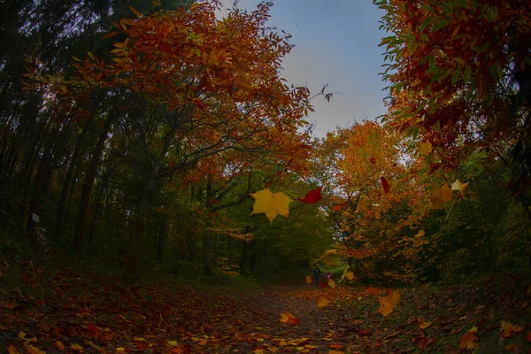 Ataturk Arboretum Okrese Sariyer Istanbulu — Stock fotografie