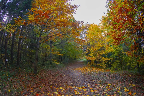 Atatürk Arboretum Istanbuler Stadtteil Sariyer — Stockfoto