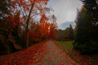İstanbul 'un Sariyer ilçesinde Atatürk Ağacı