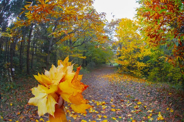 Ataturk Arboretum Okrese Sariyer Istanbulu — Stock fotografie