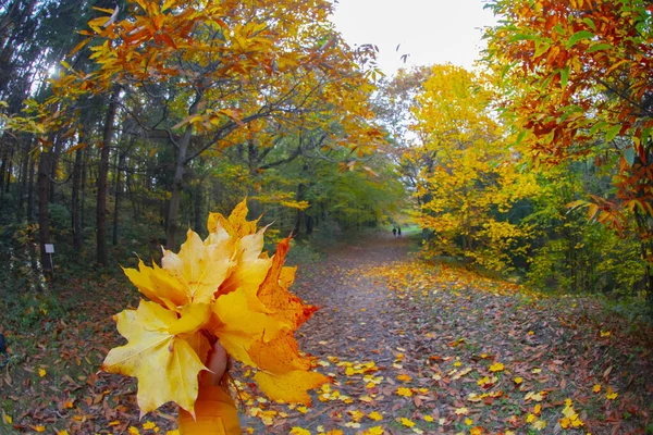 Ataturk Arboretum Okrese Sariyer Istanbulu — Stock fotografie