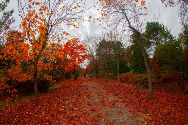 Ataturk Arboretum Sariyer District Istanbul — Stock Photo, Image