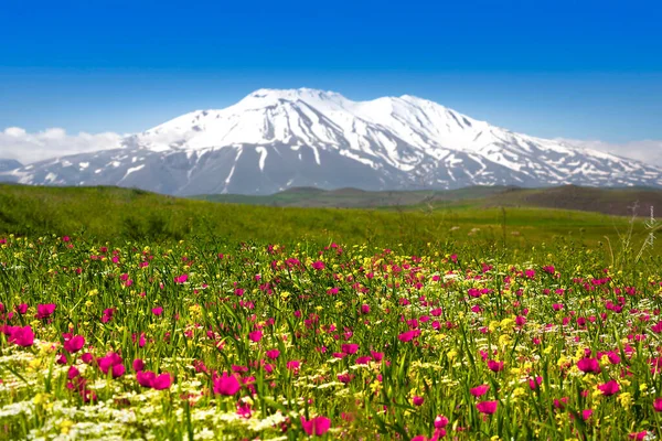 Monte Ararat Turquía Fue Visto 137 Este Volcán Compuesto Cubierto — Foto de Stock