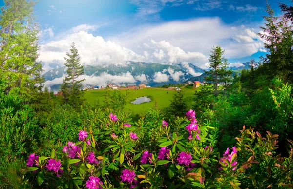 Badara Plateau Płaskowyż Położony Dzielnicy Hemsin Prowincji Rize Jego Wysokość — Zdjęcie stockowe