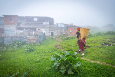 Çay tarlaları ve çay toplayan insanlar.