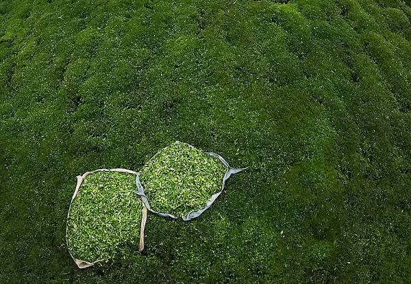 Teeplantagen Und Teepflücker — Stockfoto