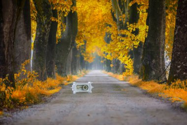 Ağaçlarla çevrili manzaralı bir yol.