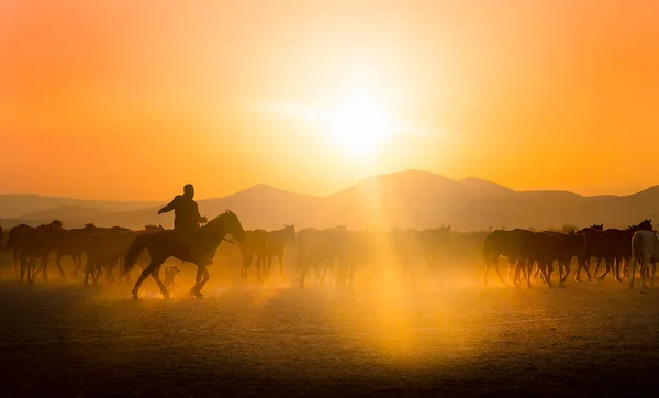 Divocí Koně Běhají Mlze Při Západu Slunce Poblíž Vesnice Hormetci — Stock fotografie