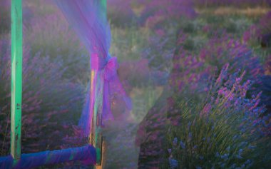 Çeşitli ülkelerden mükemmel lavanta tarlaları