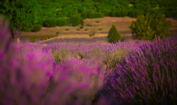 Excelentes Campos Lavanda Vários Países — Fotografia de Stock