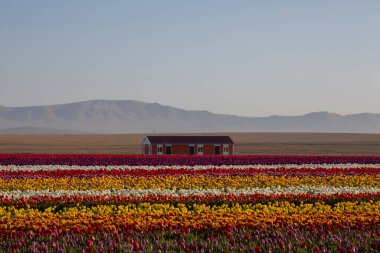 Çeşitli renklerde lale alanları