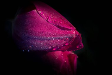 Çeşitli mükemmel makro çiçek fotoğrafları.