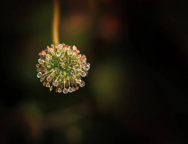 Divers Excellentes Photos Fleurs Macro — Photo