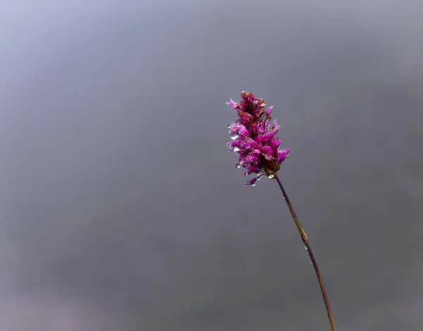 Divers Excellentes Photos Fleurs Macro — Photo