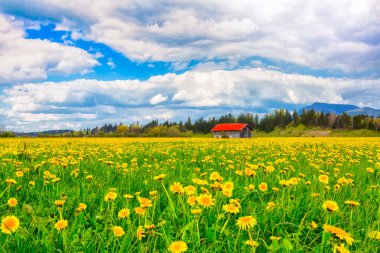 Güzel sisli manzara Toskana, İtalya