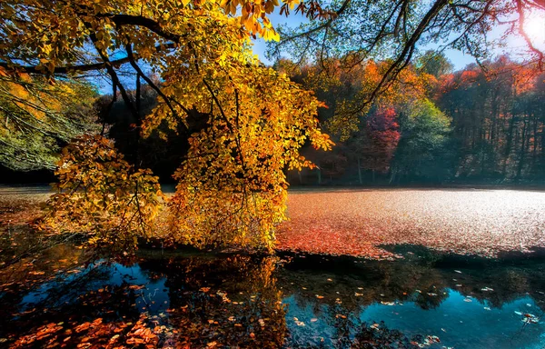 Paysage Automne Dans Sept Lacs Yedigoller Park Bolu Turquie — Photo