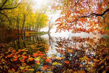Yedigoller Park Bolu, Türkiye 'de sonbahar manzarası (yedi göl)