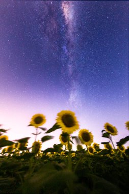 Yıldız ve Samanyolu dünyanın çeşitli yerlerinde özel bir teknikle fotoğraflandı.