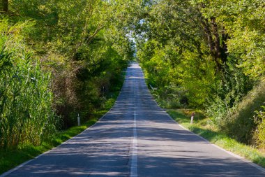 Montalcino, Tuscany, İtalya yakınlarındaki çiftlik evinin önündeki ağaç sokak.